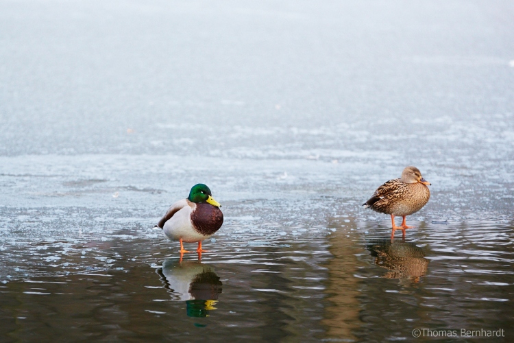 Ducks on the fringe of a frozen pond, Rosenhain, Graz, Austria.