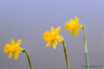 Three daffodils in a still shot.