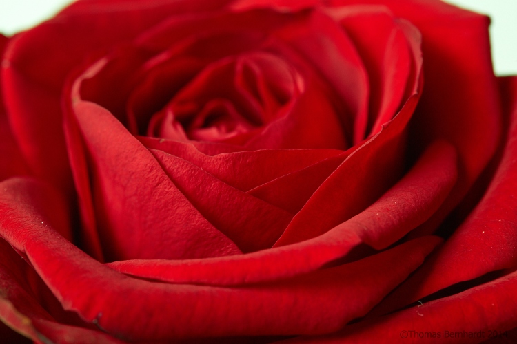 red rose close-up in a small lighting setup