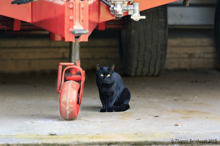 Black cat under some agricultural equipment. Shot near Marhof, Styria, Austria.