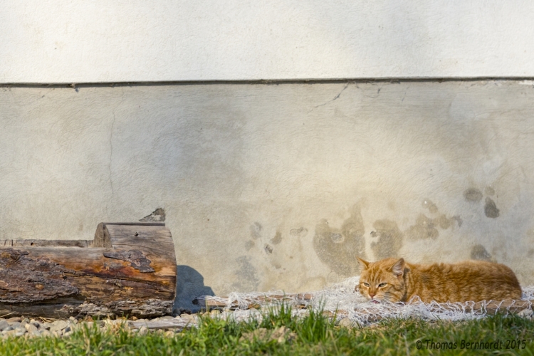 A cat, taking a nap and a sunbath at a farmhouse near Marhof, Styria, Austria