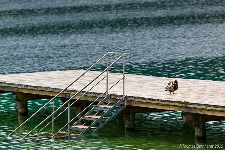 Duck on a landing stage.