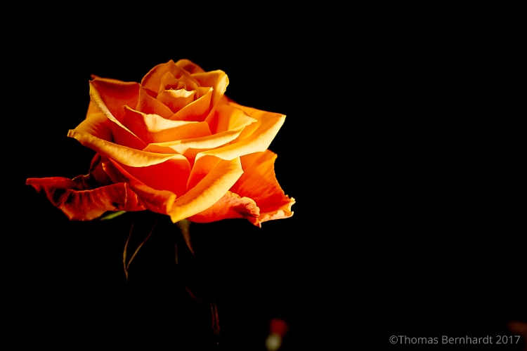 An amber rose